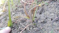 Bulbine frutescens