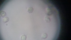 Trechispora mollusca