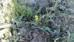 Bulbine frutescens