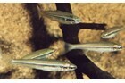 Fly-Speckled Hardyhead photo 3