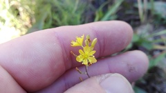 Bulbine frutescens