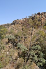 Cussonia paniculata sinuata