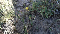 Bulbine frutescens