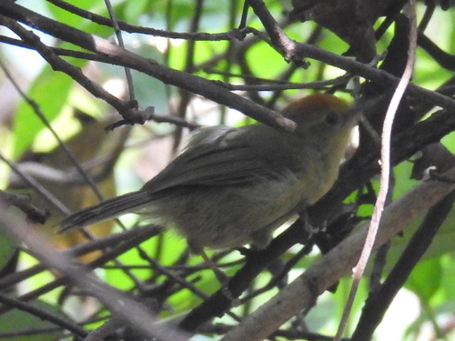 Rufous-capped Babbler (Cyanoderma ruficeps), photo 10