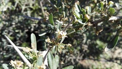 Gymnosporia polyacantha polyacantha