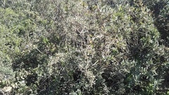 Gymnosporia polyacantha polyacantha