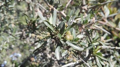 Gymnosporia polyacantha polyacantha