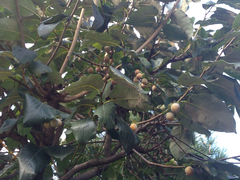 Diospyros lotus