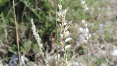 Melica racemosa