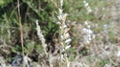 Melica racemosa