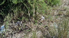 Melica racemosa