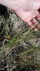 Melica racemosa