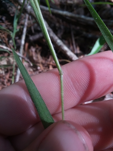 Image of Dichanthelium consanguineum by (c) Will McFarland, some rights reserved (CC BY)