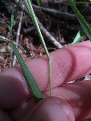 Dichanthelium consanguineum