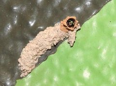 Paraleptomenes miniatus