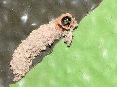 Paraleptomenes miniatus