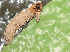 Paraleptomenes miniatus