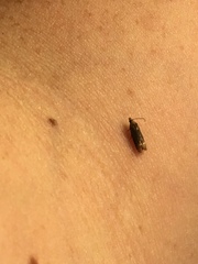 Eucosma ochroterminana