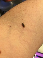 Eucosma ochroterminana