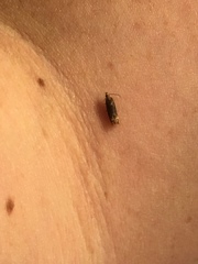 Eucosma ochroterminana