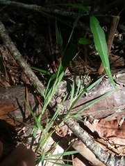 Dichanthelium consanguineum