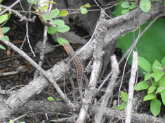 Sceloporus parvus