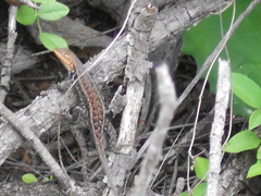 Sceloporus parvus