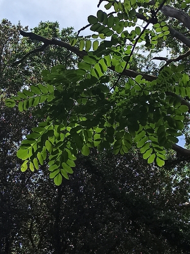 Black locust