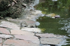 Funambulus pennantii