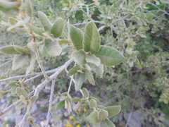 Quercus intricata