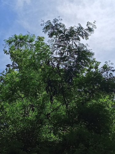Black locust