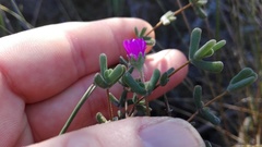 Drosanthemum dipageae