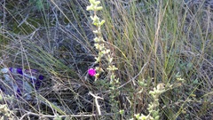 Drosanthemum dipageae