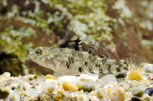 Speckled Goby