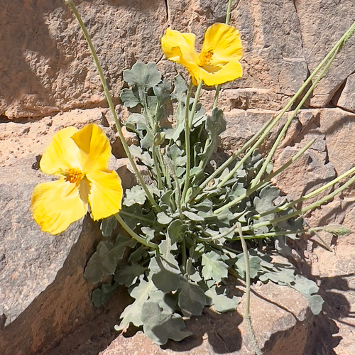 Glaucium squamigerum (Glaucium squamigerum)
