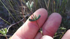 Drosanthemum dipageae