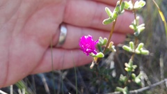 Drosanthemum dipageae