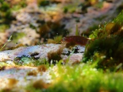 Cochleoceps orientalis