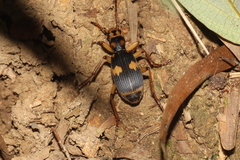Pheropsophus javanus