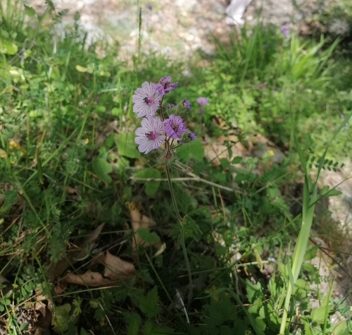 Geranium macrostylum, photograph 4