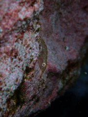 Cochleoceps orientalis