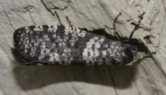 Lepidoscia annosella