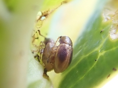 Trachytetra rugulosa