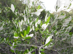 Nahuatlea hypoleuca