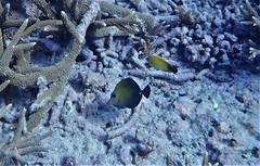 Acanthurus pyroferus