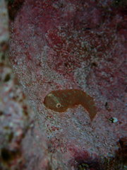 Cochleoceps orientalis