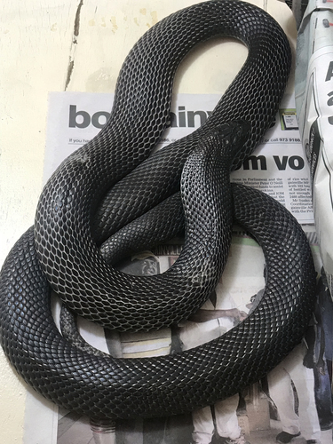 Papuan Black Snake