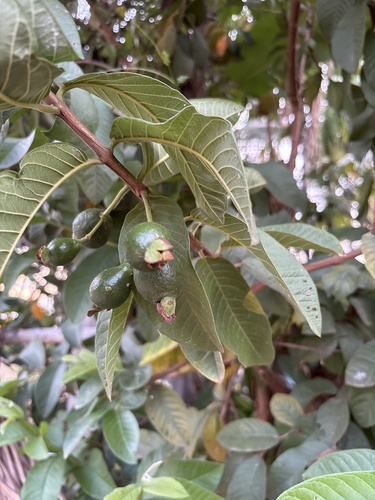 Common guava