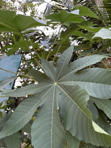 castor bean