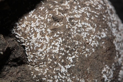 Quernaspis quercus